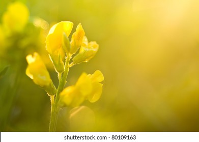 Birdsfoot Trefoil Flower