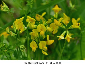 Birdsfoot Trefoil Lotus Corniculatus