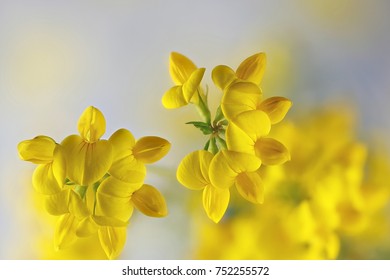 Bird's-foot Trefoil, Lotus Corniculatus