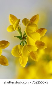 Bird's-foot Trefoil, Lotus Corniculatus