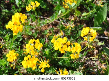 Bird's-foot Trefoil (Lotus Corniculatus)