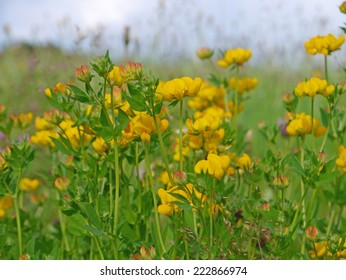 Birdsfoot Trefoil On A Flower Meadow 