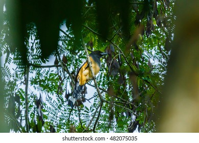 Birds-Red-billed Blue Magpie (Urocissa Erythrorhyncha)