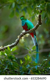 Birdwatching in America. Exotic bird with long tail. Resplendent Quetzal, Pharomachrus mocinno, magnificent sacred green bird from Savegre in Panama.