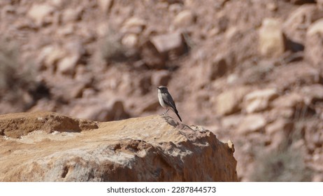 Birdwatching in Dana Biosphere Reserve - Jordan : Blackstart Oenanthe melanura on a red stone on the ground in depths of valley on a sunny Summer day
