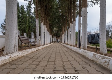 Birgi, Izmir, Turkey - 03.09.2021: Low Angle View Of Cemetary Road In Birgi Town And Trees On Both Sides