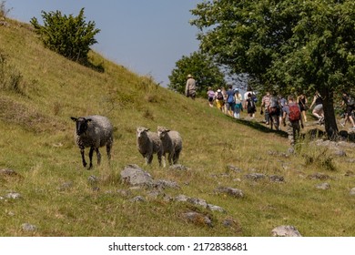 Birka, Sweden June 27, 2022 A Group Of Tourists On A Guided Tour Of The Old Viking Village.