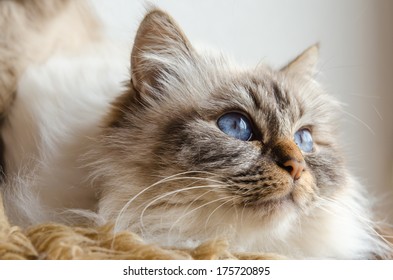 Birman Cat