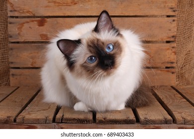 Birman Cat