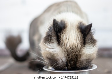 Birman Cat. Close-up Portrait. Beautiful Purebred Cat Breed Gorgeous Sacred Birman. Proud Cat With Blue Eyes. Great Haircut, Grooming Of A Birman Cat Eats From A Bowl Food. Healthy Pets.