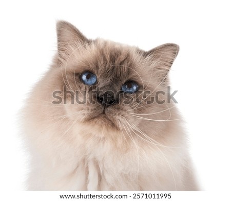 birman cat in front of white background