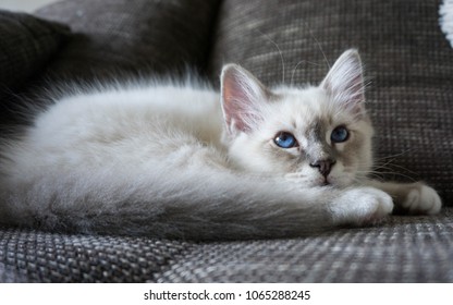 Birman Cat Images Stock Photos Vectors Shutterstock