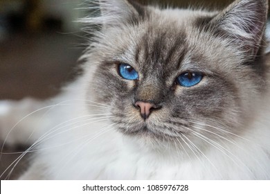 5,205 Birman cat Images, Stock Photos & Vectors | Shutterstock