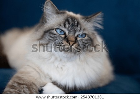Birman cat looking angry
Chat sacré de birmanie ayant l'air énervé
