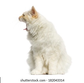 Birman Cat Sitting, Meowing, 5 Months Old, Isolated On White