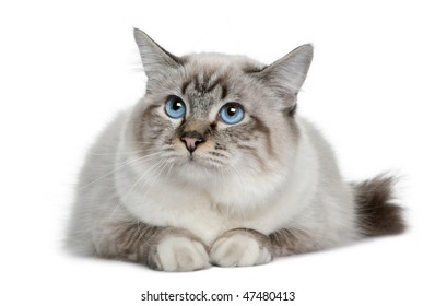 Birman in front of a white background
