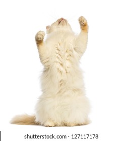 563 Cat Reaching Up White Background Stock Photos, Images & Photography ...