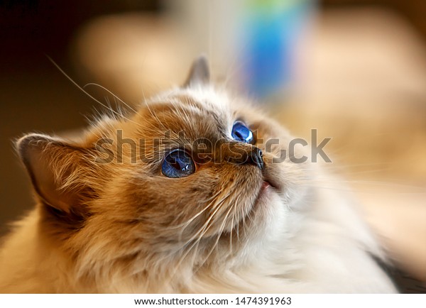 Birmanalso Called Sacred Cat Burmais Domestic Stock Image