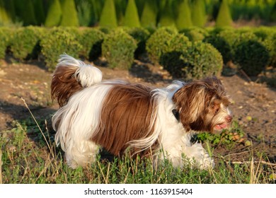 Biro Yorkshire Terrier Images Stock Photos Vectors Shutterstock