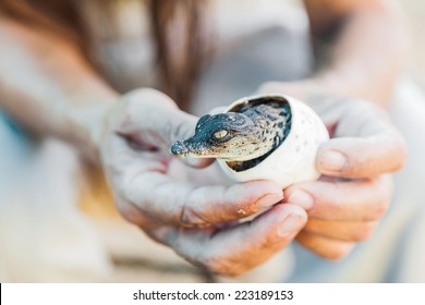 Birth Of Alligator Eggs In Human Hands