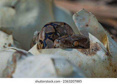 Birth of baby reticulated python hatching from egg on pile of dry leaves, natural bokeh background