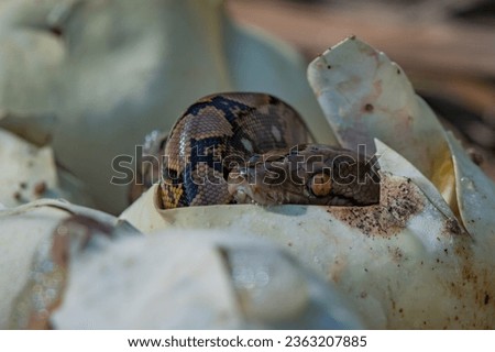 Birth of baby reticulated python hatching from egg on pile of dry leaves, natural bokeh background