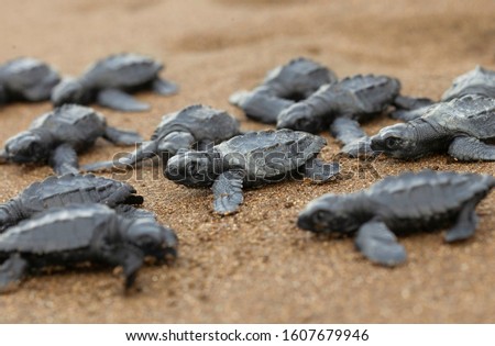 birth of de olive ridley sea turtle (Lepidochelys olivacea), also known as the Pacific ridley sea turtle