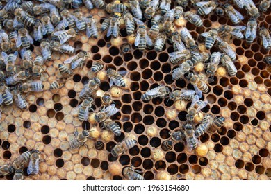 The Birth Of A Drone. Bee Brood. Honey Bees