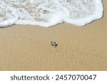 Birth of sea turtles on the beach in Brazil. Turtles walked into the ocean after birth on Jaboatão dos Guararapes beach, Pernambuco, Brazil.