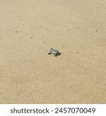 Birth of sea turtles on the beach in Brazil. Turtles walked into the ocean after birth on Jaboatão dos Guararapes beach, Pernambuco, Brazil.