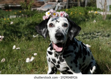 Birthday Of A Beloved Old Dog, Dalmatian Breed.