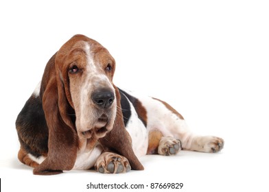 are basset hound puppies lazy