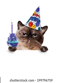 Birthday Cat .