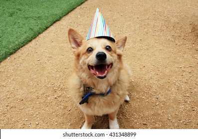 Birthday Corgi