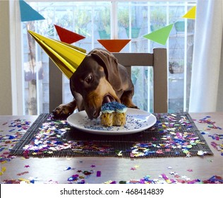 Birthday Dachshund Puppy