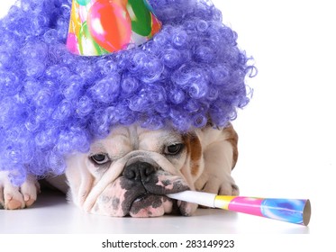 Birthday Bulldog Dog English Images Photos Et Images Vectorielles De Stock Shutterstock