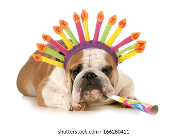 Happy Birthday Bulldog Images Stock Photos Vectors Shutterstock