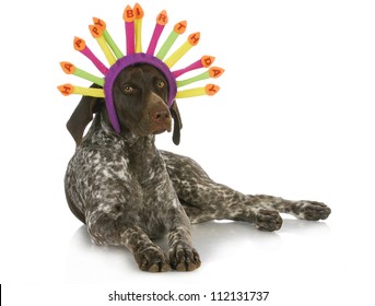 German Short Haired Pointer Images Stock Photos Vectors