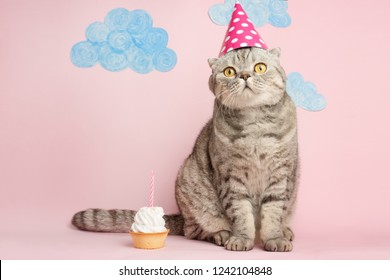 Birthday Greetings From A Cat