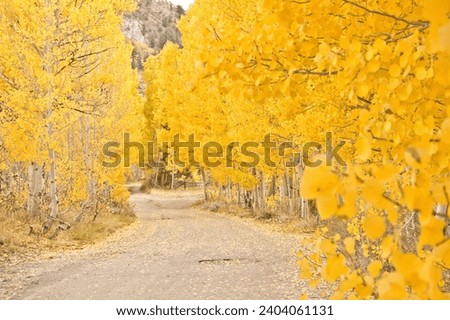 Bishop CA in the fall