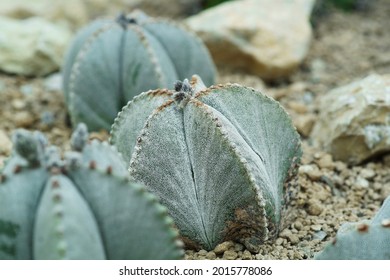 Bishop Rock 图片、库存照片和矢量图 Shutterstock