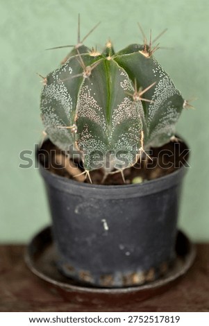 bishop's cap cactus in the small pot 