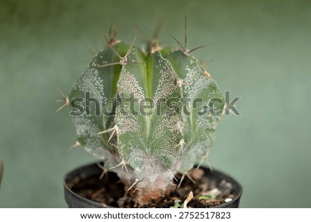bishop's cap cactus in the small pot 