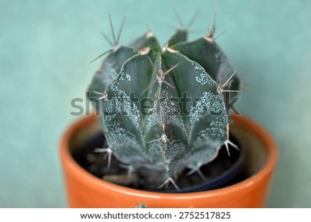 bishop's cap cactus in the small pot 