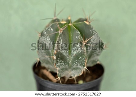 bishop's cap cactus in the small pot 