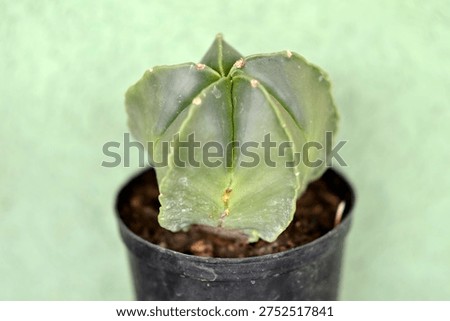 bishop's cap cactus in the small pot 