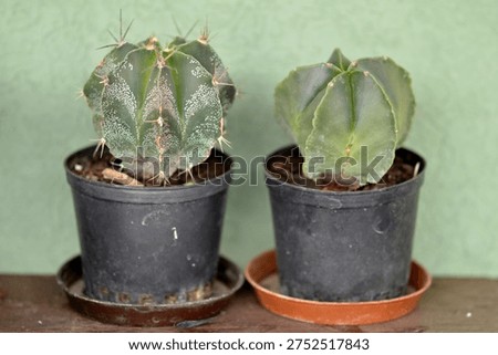 bishop's cap cactus in the small pot 