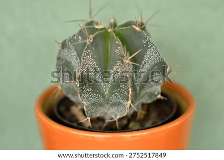 bishop's cap cactus in the small pot 