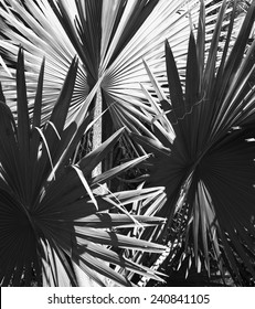 Bismarck Palm Tree Leaf Close, Background Black And White