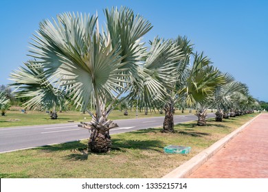 Bismark Palm Tree Are Near Road